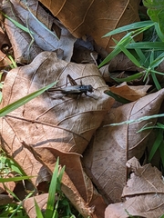 Eunemobius carolinus