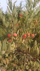 Osyris lanceolata