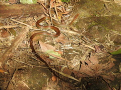 Echinanthera cephalostriata