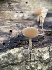 Simocybe