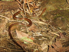 Echinanthera cephalostriata
