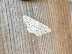 Scopula marginepunctata