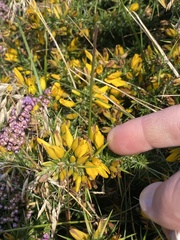 Ulex