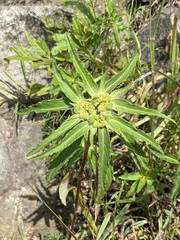 Euphorbia cuphosperma