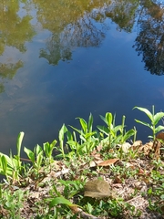 Hedychium coronarium