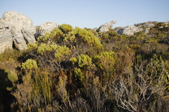 Leucadendron xanthoconus
