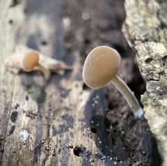 Simocybe