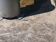 Plestiodon fasciatus