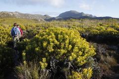 Leucadendron laureolum