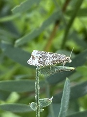 Syricoris