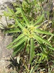 Euphorbia cuphosperma
