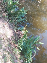 Hedychium coronarium