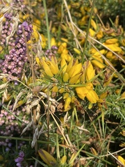 Ulex