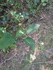 Persicaria virginiana