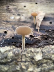 Simocybe