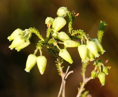 Erica urna-viridis