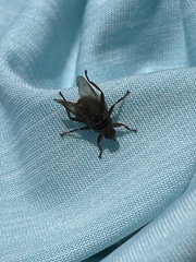 Hippoboscidae