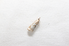 Microcrambus