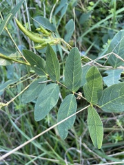 Phytoliriomyza variegata