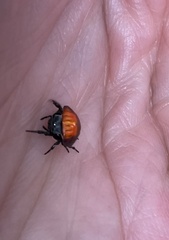 Isoxya penizoides