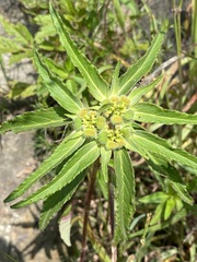 Euphorbia cuphosperma