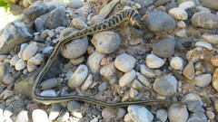 Thamnophis cyrtopsis