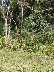 Hedychium coronarium