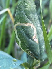 Phytoliriomyza variegata
