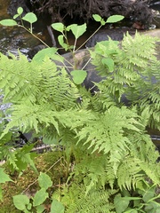 Athyrium angustum