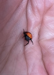 Isoxya penizoides