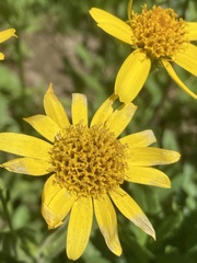 Arnica mollis