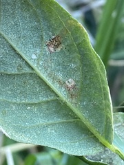 Phytoliriomyza variegata