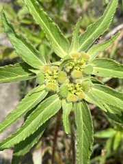Euphorbia cuphosperma