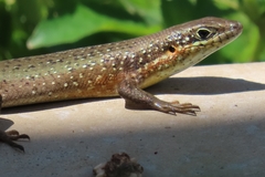 Trachylepis maculilabris