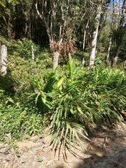 Hedychium coronarium