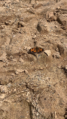 Phyciodes tharos