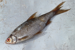 Rutilus rutilus