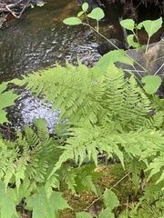 Athyrium angustum