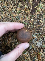 Gastroboletus