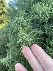 Ulex