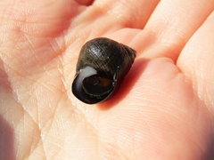 Littorina littorea