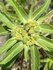Euphorbia cuphosperma