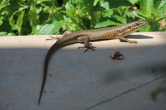 Trachylepis maculilabris