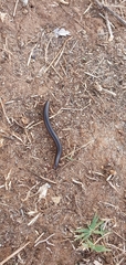 Pachyiulus flavipes