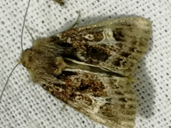 Celaena haworthii