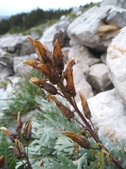 Pedicularis rostratocapitata