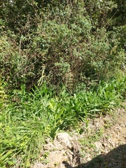 Hedychium coronarium