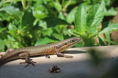 Trachylepis maculilabris