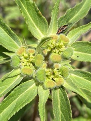 Euphorbia cuphosperma