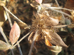 Blepharis maderaspatensis